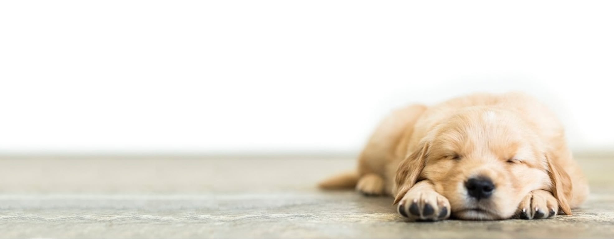 子犬探しは子犬ナビ